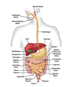 Digestive System - Biology and the Living Environment